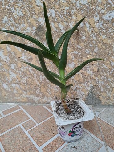 Təmir və tikinti: Алое саженцы — 2