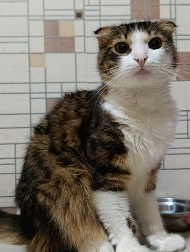 Şotland yastı qulaq