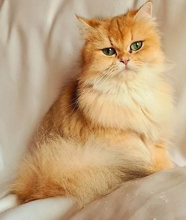 sfinks pişik: Britan — 4