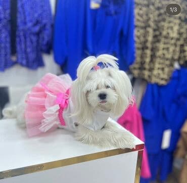 pişik satişi: Malta bolonka — 1