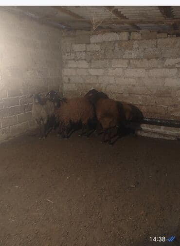 Qoyun sürüsü satılır. - Növ: yerli qaragül/çəhrayı-qəhvəyi rəngli