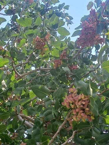 все для сада и огорода в баку: Pustə və badam ağaclari yerli sort: Abşeronda yetişdirilir 1,2,3 — 3