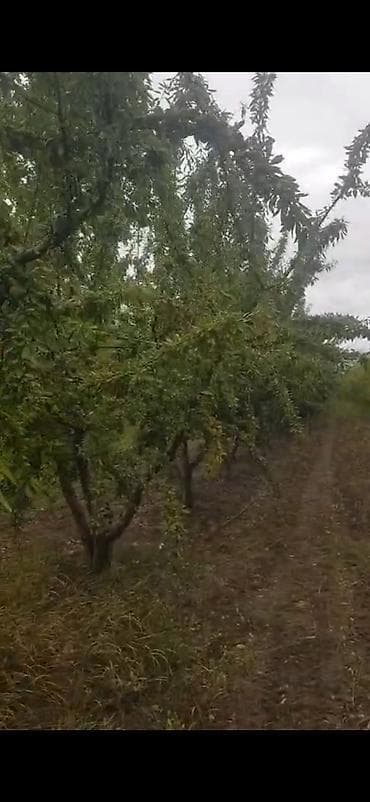 quru çay: Məhsul: Badam bağından təzə yığılmış badam (qabıqlı) Təsvir: - — 6