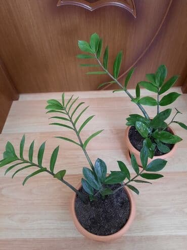 куплю комнатные растения: Dollar gülü — 2