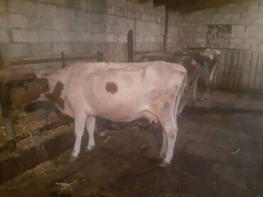 sudluk inekler satisi: Самка, Simental, лет: 1, 100 кг, Для разведения, Для молока, Для мяса, Самовывоз, Платная доставка — 1