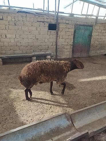 Erkək, Qala, il: 2, 100 kq, Damazlıq, Ətlik, Ünvandan götürmə — 2