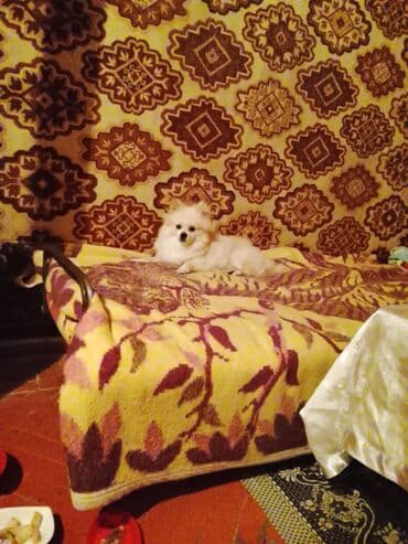 отдам хаски в добрые руки: Шпиц — 2