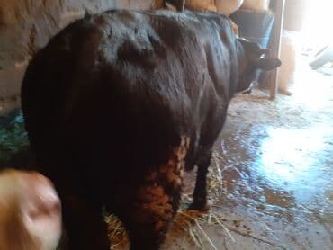 K/t heyvanları üçün mallar: 7 Aylıq buğya yararlı və ətliy — 1