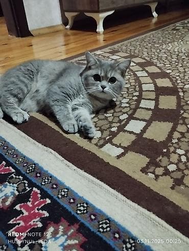 deniz qurdu satisi: Britan, Erkək, Yaxşı əllərə, Ünvandan götürmə — 1