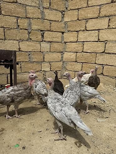 Heyvanlar: Öz həyətimdə çıxıb aprelin 26sı cins heyvanlardı sağlamlıqına — 5