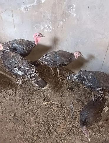 cuce satisi: Super Sağlam gümrah aktiv cins 🦃 Hinduşka cücələri.Cucələr 2 ay 10 — 6