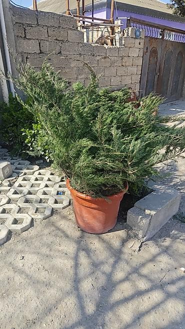 dekor dasi: Dekorativ bağ bitkiləri – qablarda - Cordyline (rəngli zolaqlı — 8