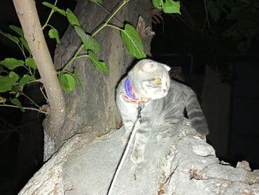 pişik üçün daraq: Şotland yastı qulaq, Dişi, Yaxşı əllərə, Ödənişli çatdırılma — 2