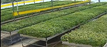 yolka agaci: Pavlovniya tingi topdan.Hibrid Şantong sortu 1 ci — 3