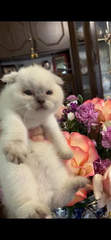 Şotland, Dişi, Ünvandan götürmə, Pulsuz çatdırılma