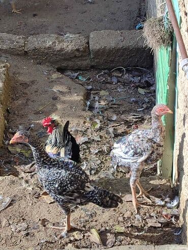 sultan toyuqları: Toyuq, Damazlıq, Ünvandan götürmə — 2