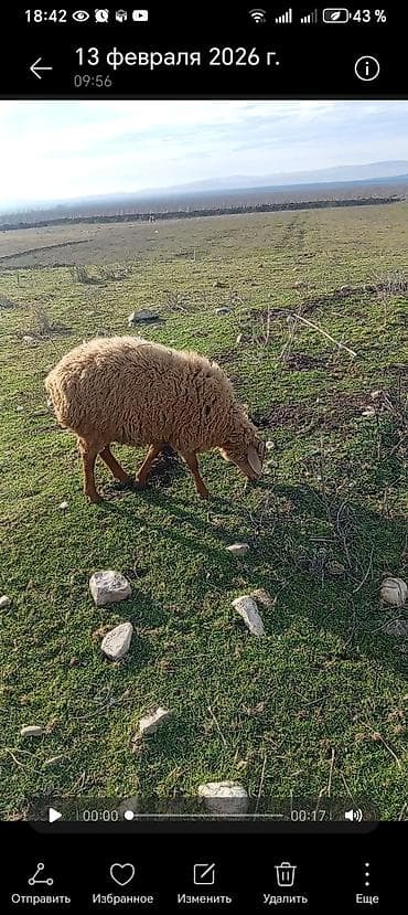 Самец, лет: 7, 40 кг, Для мяса, Платная доставка