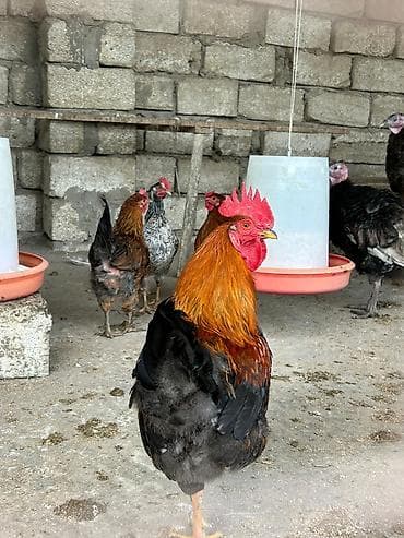 Keçilər, çəpişlər: Məhsul: Xanım toyuqlar üçün iki ədəd xoruz - Növ: Yerli qarışıq cins — 4