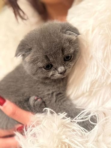 sotland pişiyi: Şotland — 3