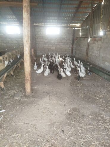 ördək balası və cücə: Satışda: ördək sürüsü - Növ: ev ördəkləri (ağ, boz və qarışıq — 3