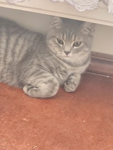 xamyak yuvası: Tabbi, Erkək, Yaxşı əllərə, Ünvandan götürmə — 1