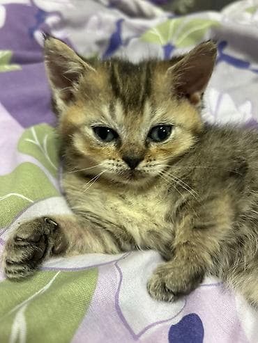 pisik canta: Tabbi, Erkək, Dişi — 2