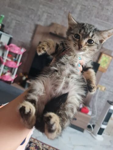 böyüməyən pişik: Tabbi, Yaxşı əllərə — 1