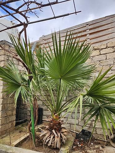 Digər bitkilər: Dekorativ palma ağacı – fan formalı yarpaqlı (yükək soyuğa davamlı — 3