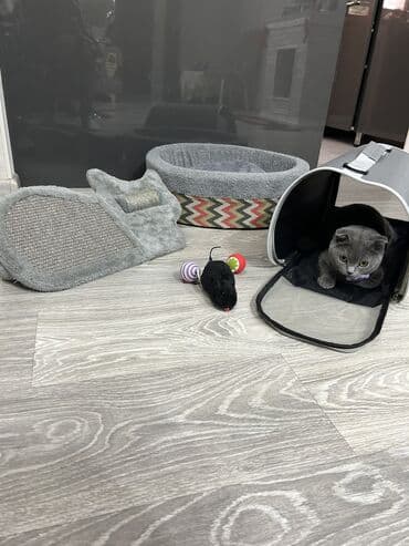 pisik cutlesdirmek: Şotland yastı qulaq, Dişi — 5