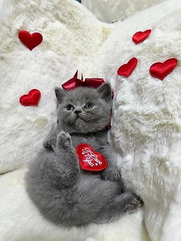 british pişik: Britan, Dişi — 2