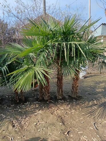 Ağaclar: Ağaclar — 1