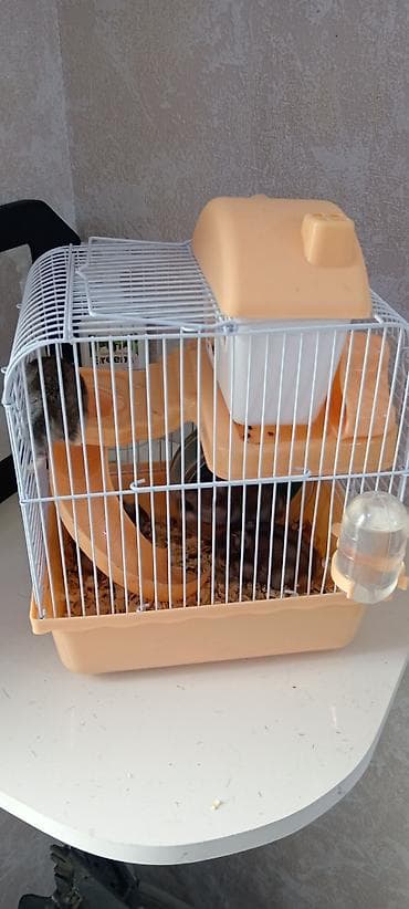hamster near me: Salam 4eded Xamyak Yuvasi ile sarikir. Yimek qabi. Su qabi — 2