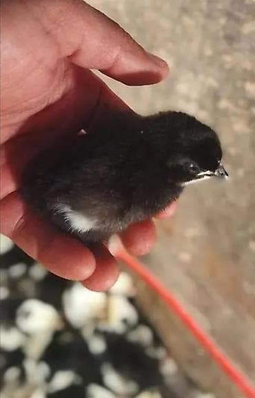 heyrati cuce: Toyuq cücələri, Ətlik — 3