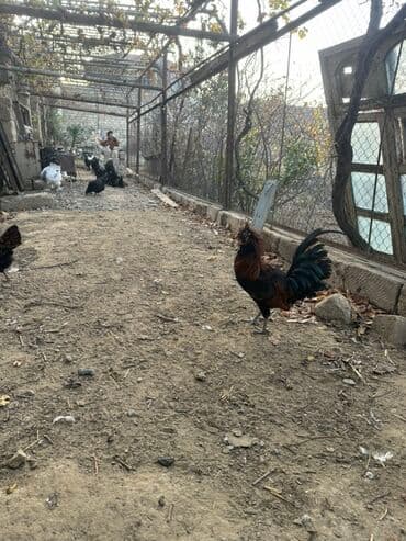 simental inekler satilir: Məhsul: Qold Fizan 6 aylıq xoruz Təsvir: - Yarıböyük ölçülü, başında — 4