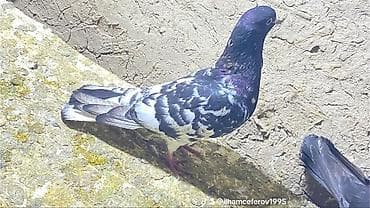qara australorp: Məhsul: Göyərçinlər (seleksiya və dekorativ növlər) Təsvir: - — 1