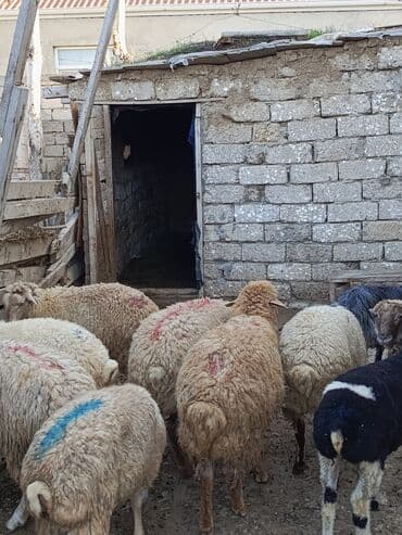 quzu satilir: UcuZ erkey quzular — 2