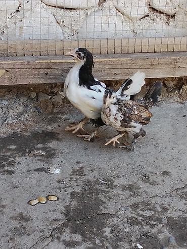 ordək balası və cucə: Toyuq cücələri, Damazlıq — 4