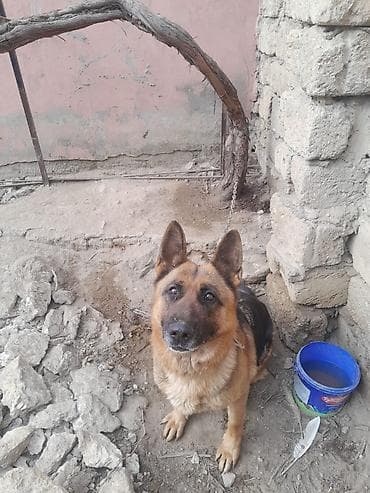 Alman çoban iti, 3 il, Dişi, Peyvəndli, Ünvandan götürmə