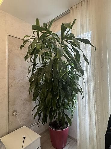 Bitki dərmanları: Böyük ölçülü otaq bitkisi – Drasena fragrans (Corn Plant) tipli — 1