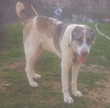 gence it bazari: Qurdbasar — 4