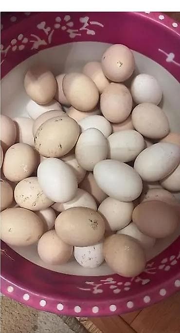 sibrayt toyuqlari: Toyuq, Damazlıq — 2