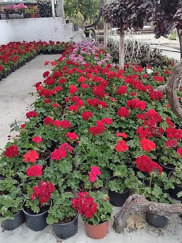 gubre: Saksıda sardunya (geranium) çiçəkləri - Növ: Pelargonium (sardunya) – — 1