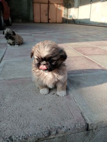 itlerin satiwi: Pekines — 2