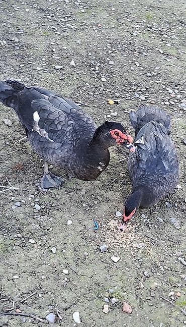 qaz ördek: Erkək, | Macar, Damazlıq, Pulsuz çatdırılma — 6