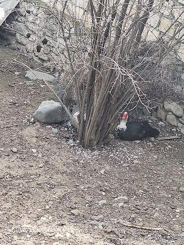 mandarin ördəyi: Erkək, | Lal ördək, Ətlik — 1