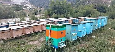bal qiymeti: Arı ailələri satılır cins karnika 30 azın əlaqə nomurəsi 0552975927 — 3