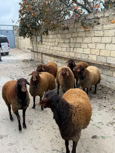 сколько стоят щенки: Самец, Qala, лет: 1, 65 кг, Для разведения, Самовывоз — 2