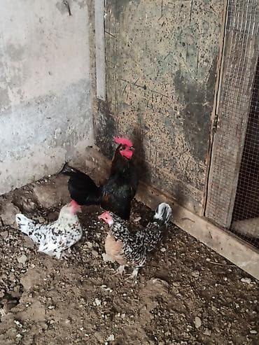 Atlar: Toyuq, Damazlıq — 4