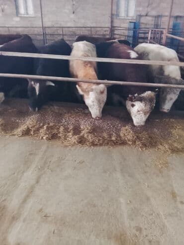 cins ineklerin satisi 2018: Hereford tipli ətlik danalar – fermadan - Şəkildəki bağlamalı fermada — 9