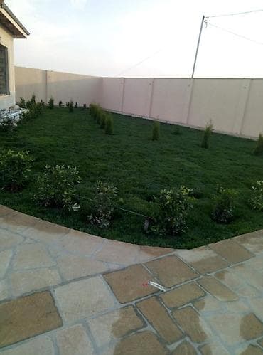 gül toxum satışı: Super qazon enli yarpaq sıx və alaqsız hörmetli ve deyerli — 8